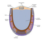 Open Box | Top Notch Hair Piece by Jon Renau | 60 - Wig Studio 1